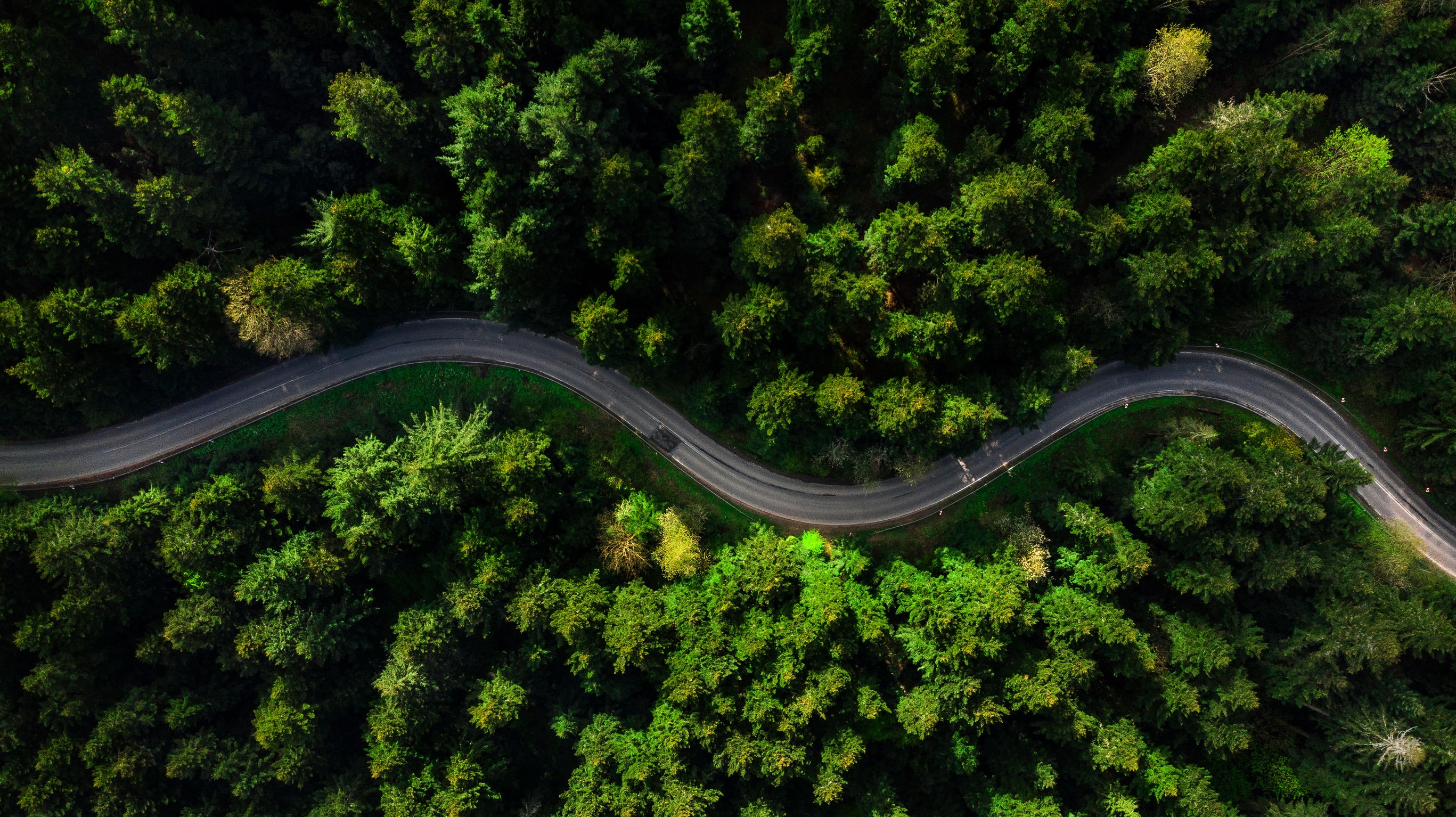 Winding road through a dense pine forest viewed from above